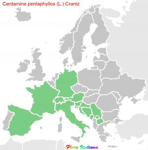 Cardamine pentaphyllos (L.) Crantz